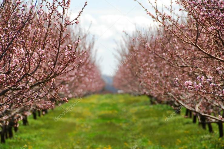 fotos de duraneros en flor