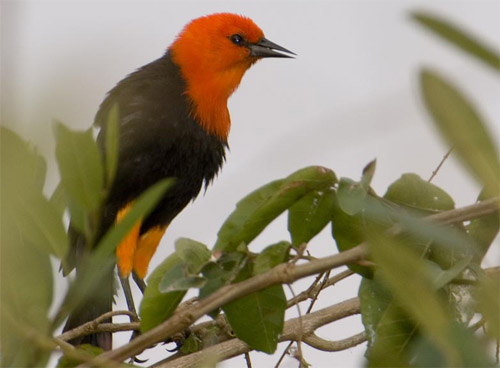 Federal3 -geometer-org 500px